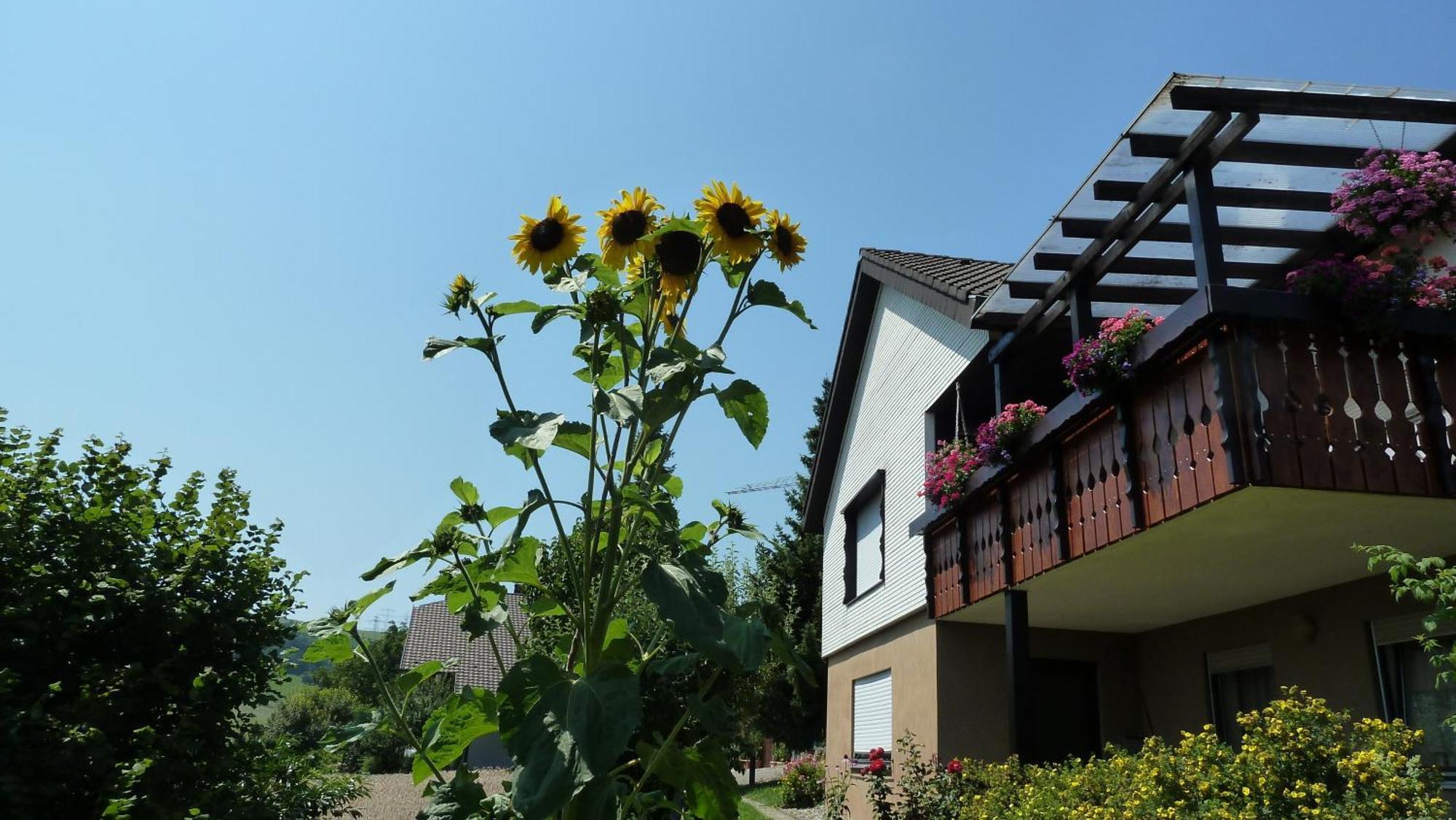 Blumenwiese Weilheim Esterno foto